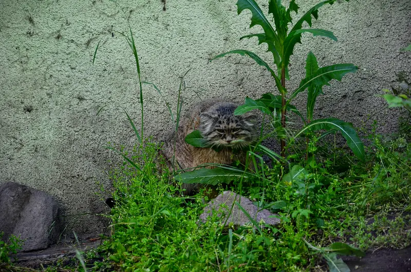 ブダペスト動物園・植物園のボフスの写真