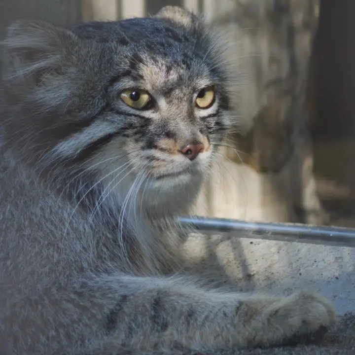 野毛山動物園のフィーガの写真