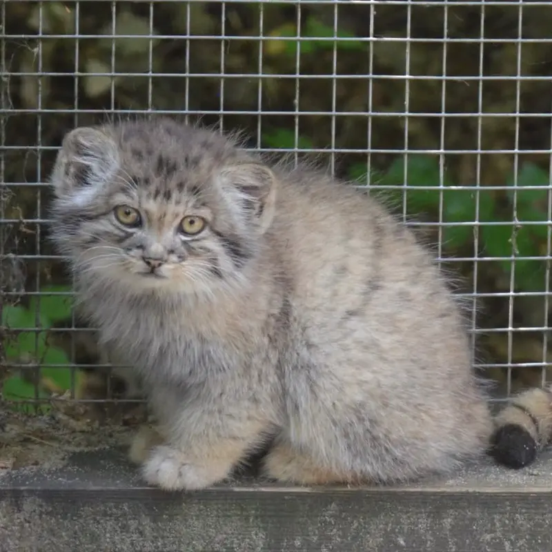 コシツェ動物園からのニュース：アラニとアイセンに子猫が生まれました！ 😻