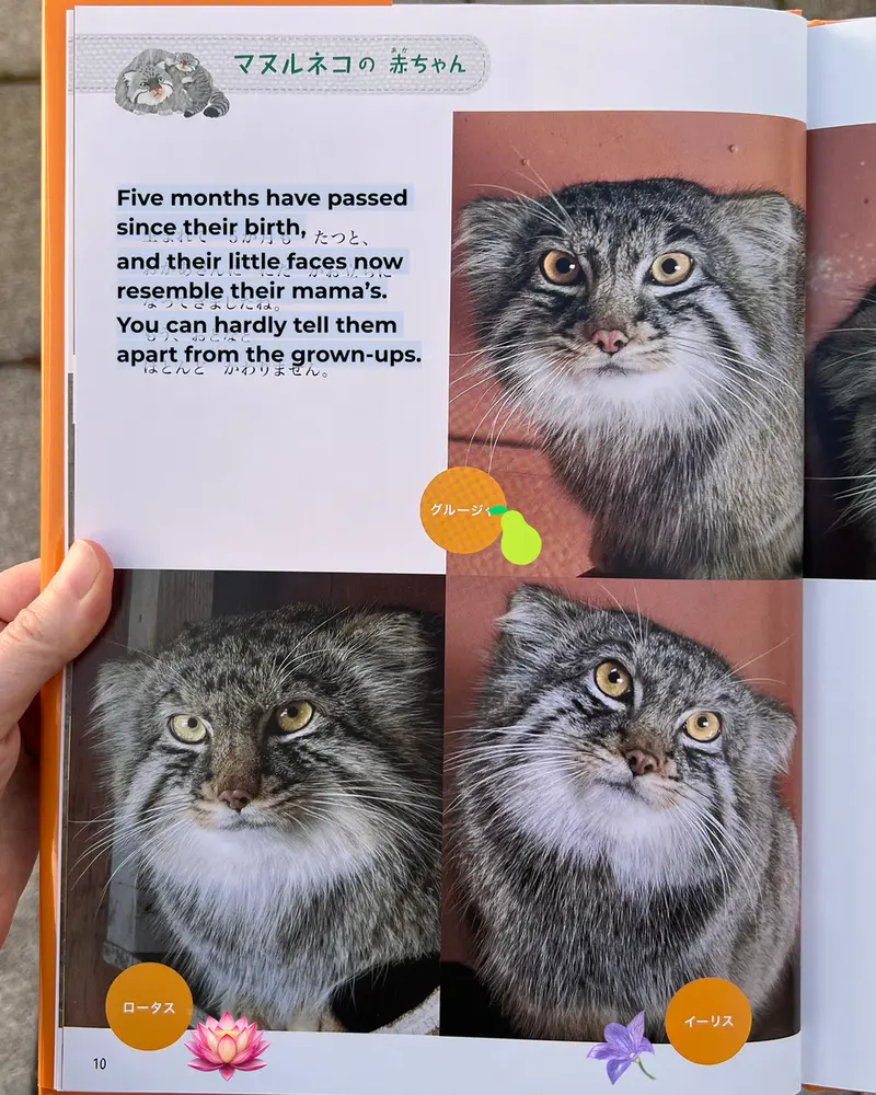 マヌルネコの写真