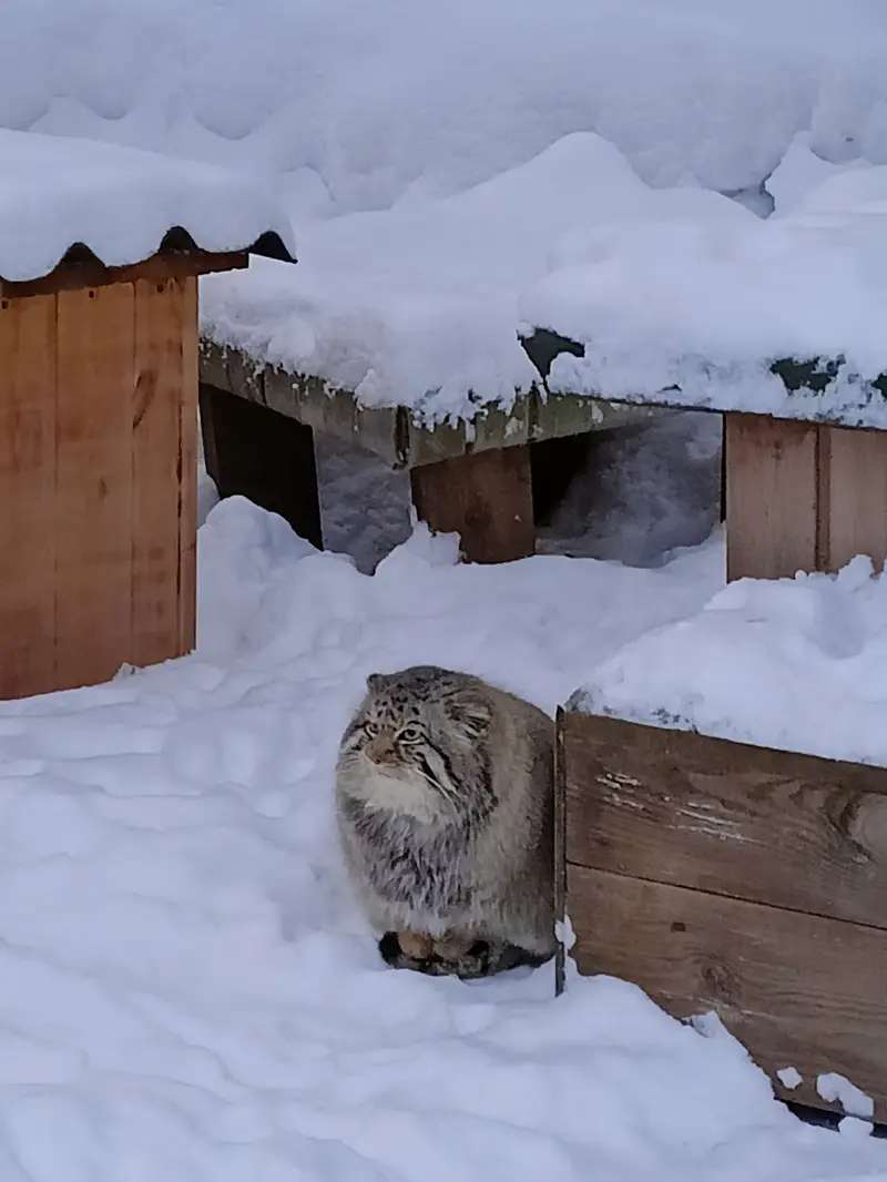 ノヴォシビルスク動物園のマヌルネコの写真