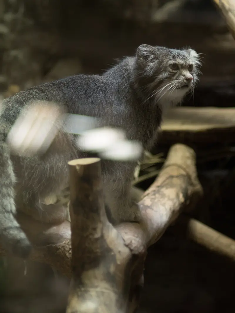 恩賜上野動物園のクリョンの写真
