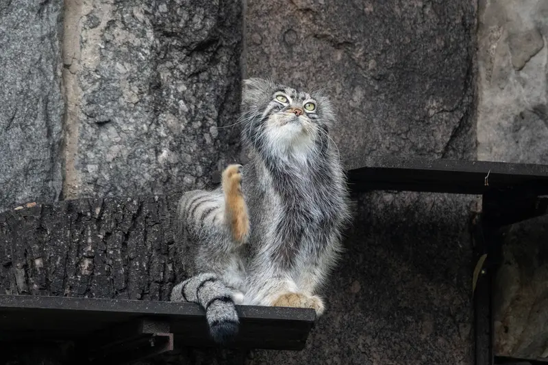 モスクワ動物園のティモフェイの写真