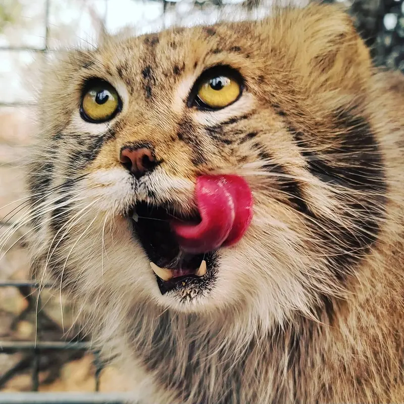 プロジェクト・サバイバルズ・キャット・ヘイブンのガラブの写真