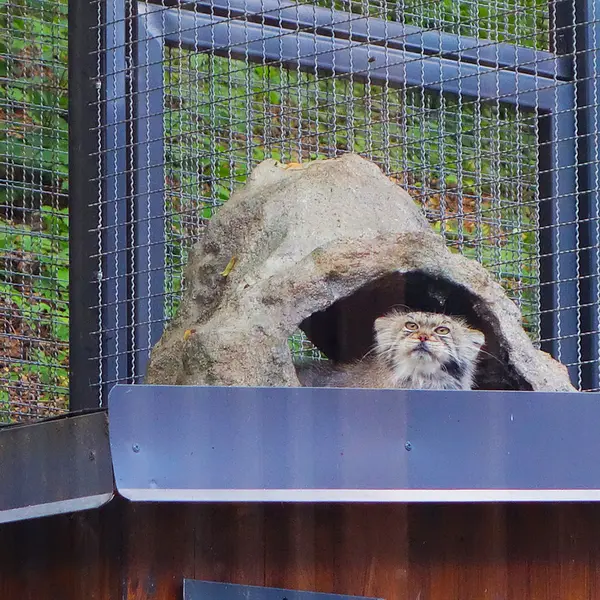 リトアニア動物園のメリッサの写真