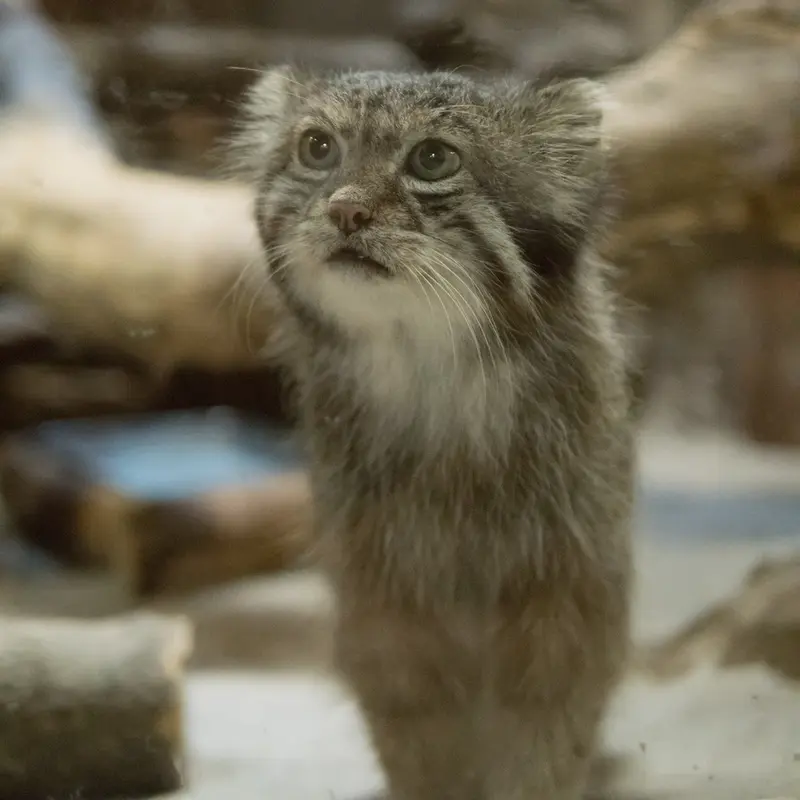 恩賜上野動物園のクリョンの写真