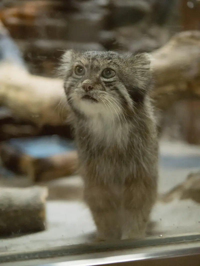 恩賜上野動物園のクリョンの写真