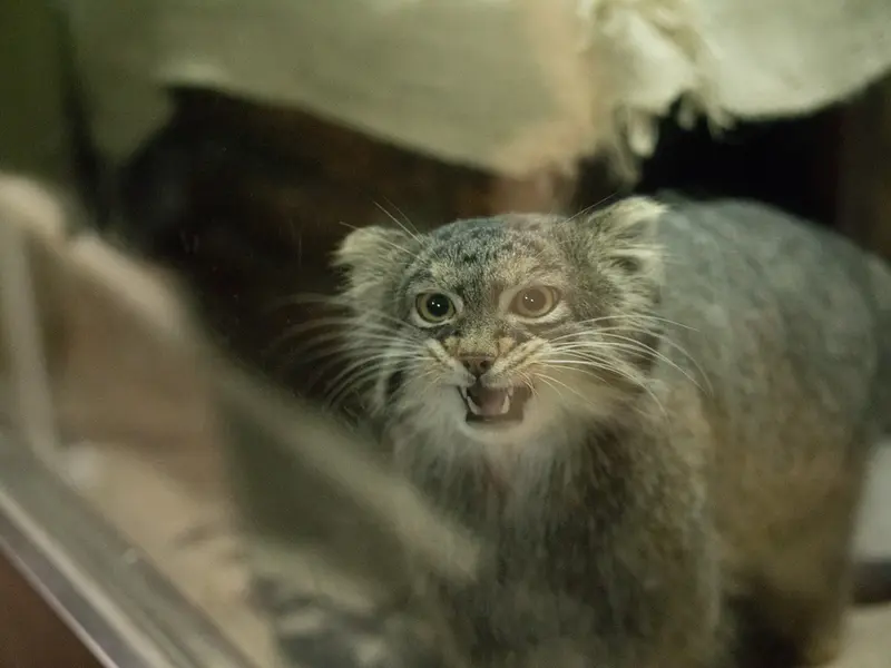 恩賜上野動物園のフィーガの写真