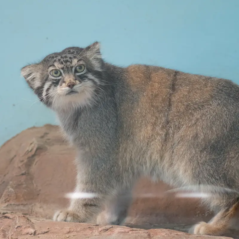 神戸市立王子動物園のイーリスの写真