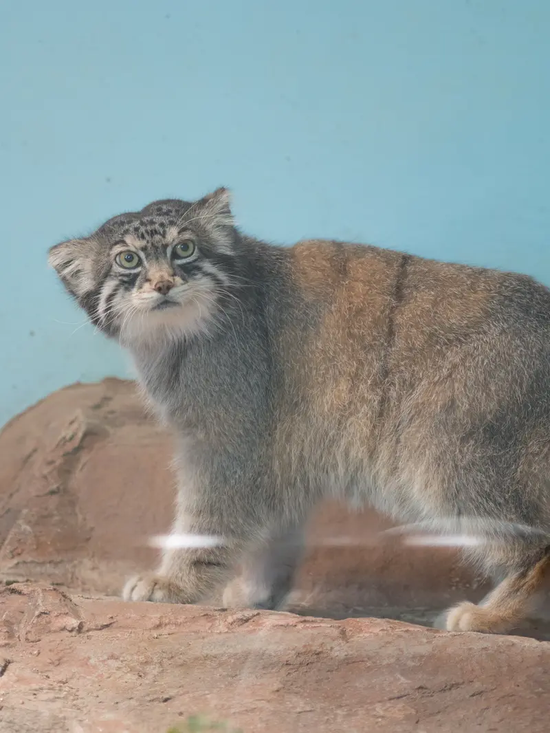 神戸市立王子動物園のイーリスの写真