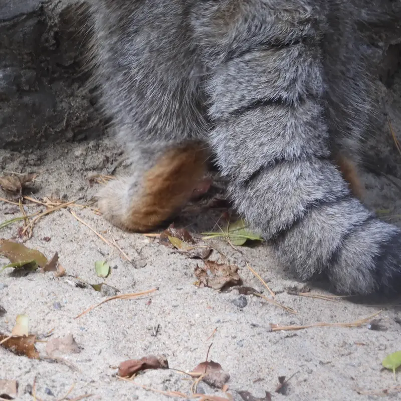 ノヴォシビルスク動物園のアーニャの写真
