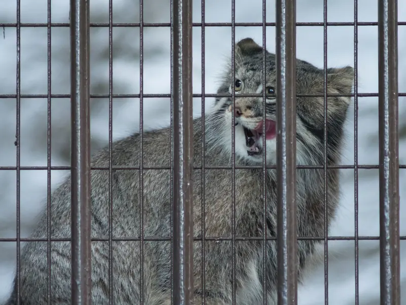 野毛山動物園のフィーガの写真