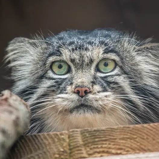 モスクワ動物園のティモフェイの写真