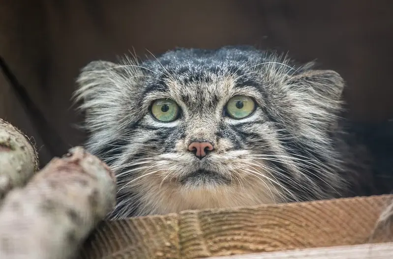 モスクワ動物園のティモフェイの写真