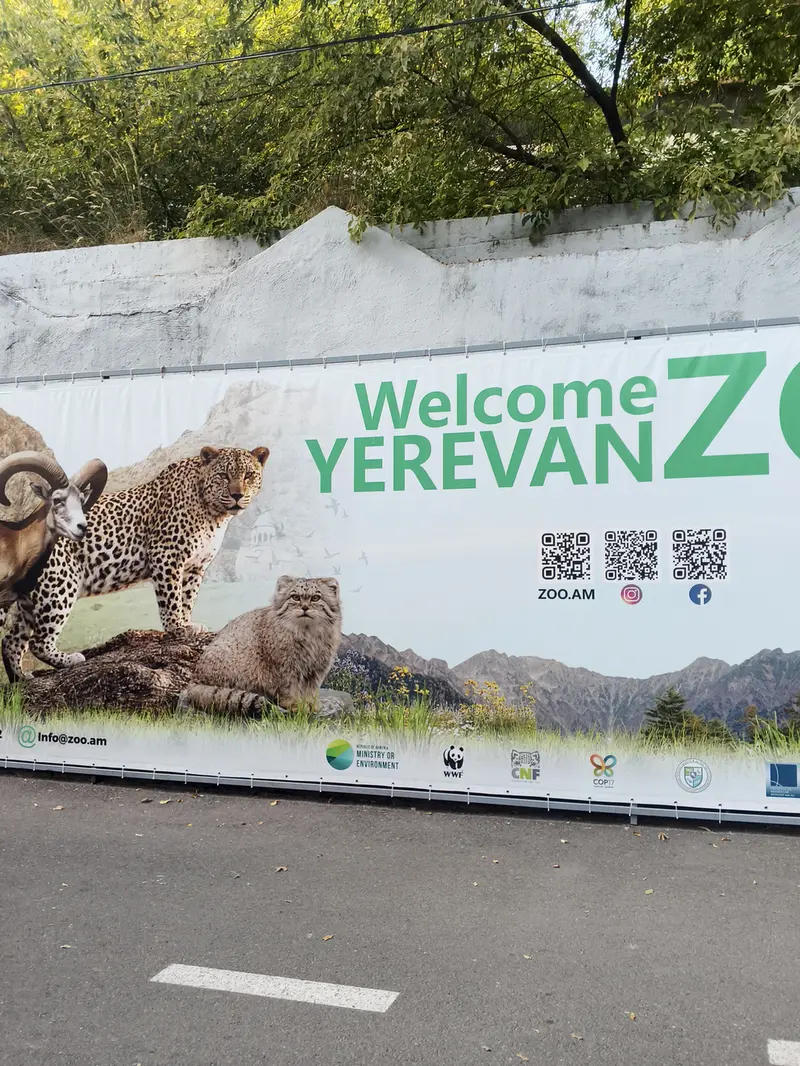エレバン動物園のマヌルネコの写真