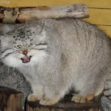 レニングラード動物園のスノークの写真