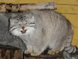 レニングラード動物園のスノークの写真