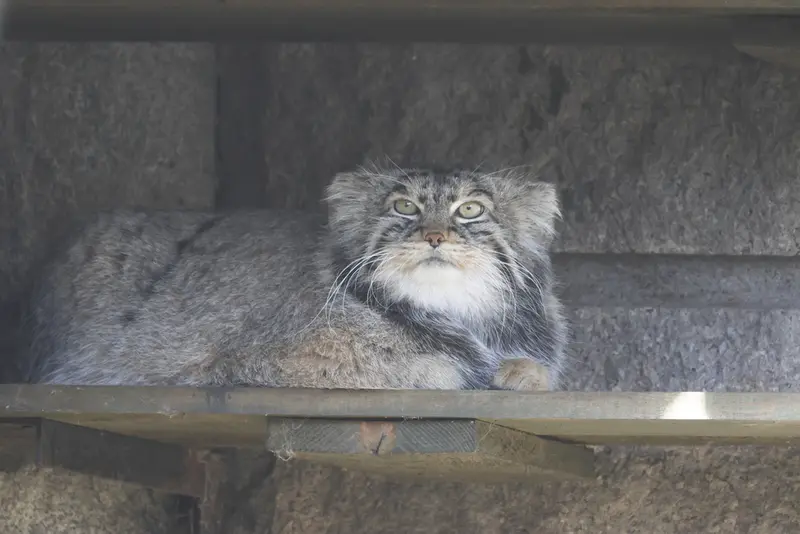 モスクワ動物園のティモフェイの写真