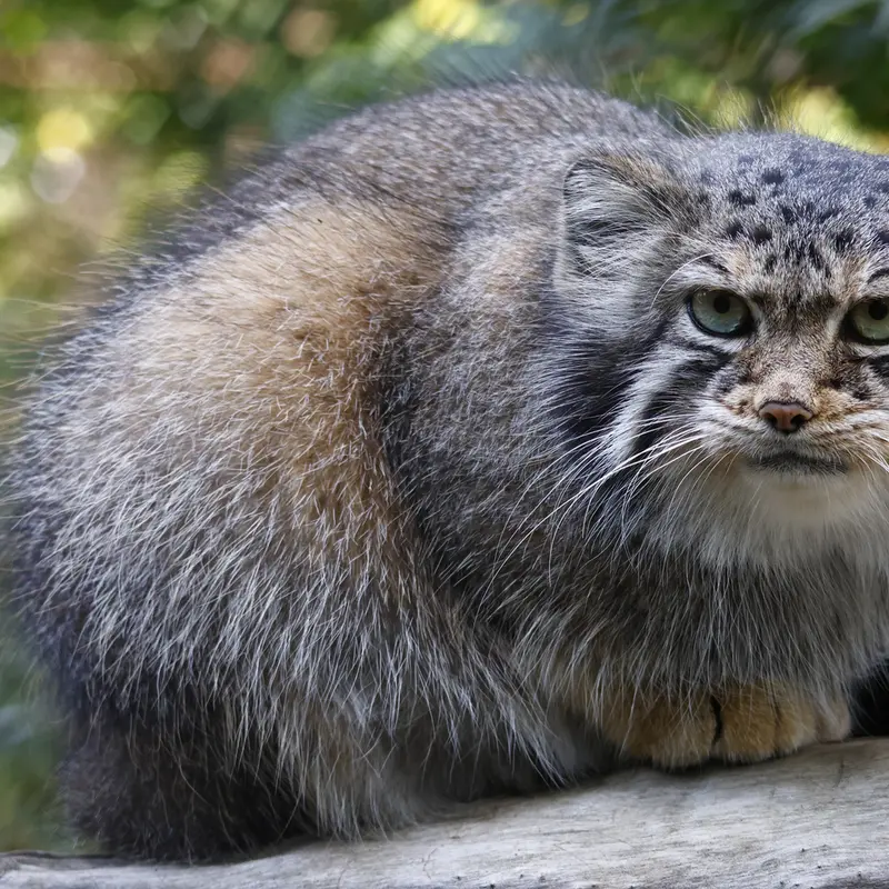 ノヴォシビルスク動物園のイヴの写真