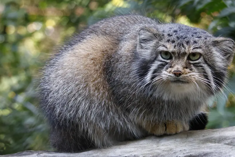 ノヴォシビルスク動物園のイヴの写真