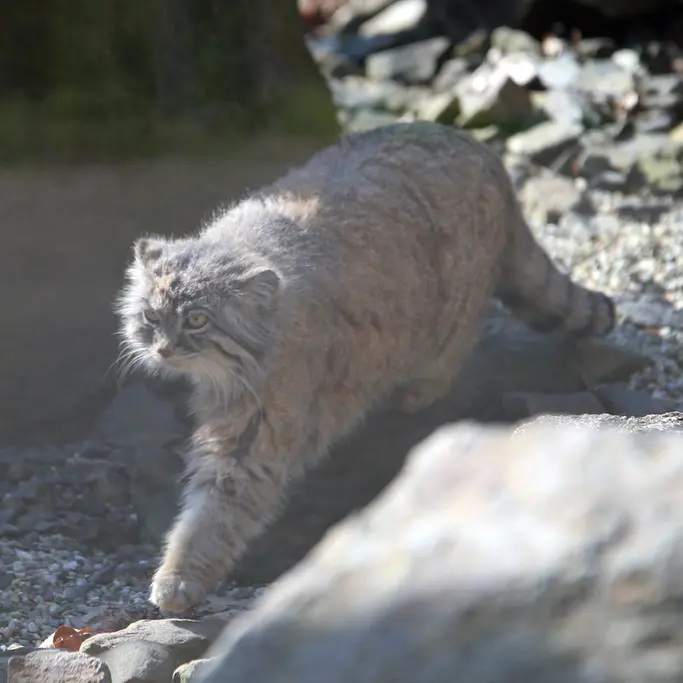 オストラヴァ動物園のモイラの写真