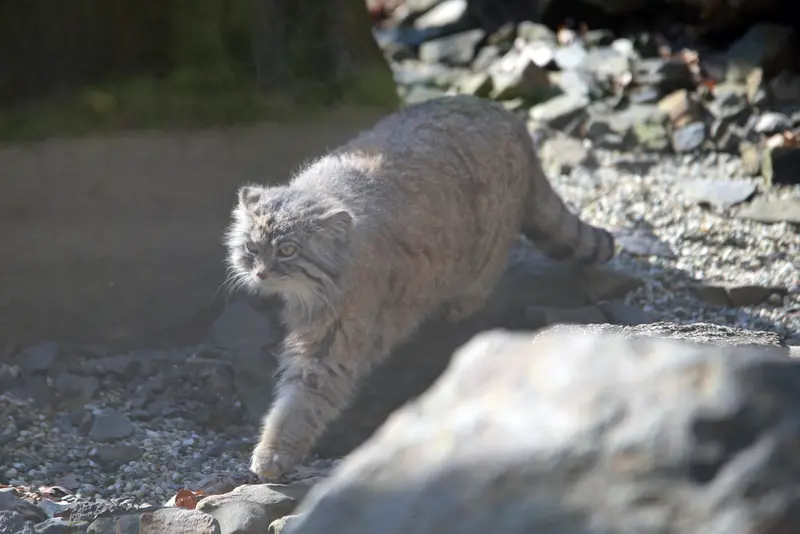 オストラヴァ動物園のモイラの写真