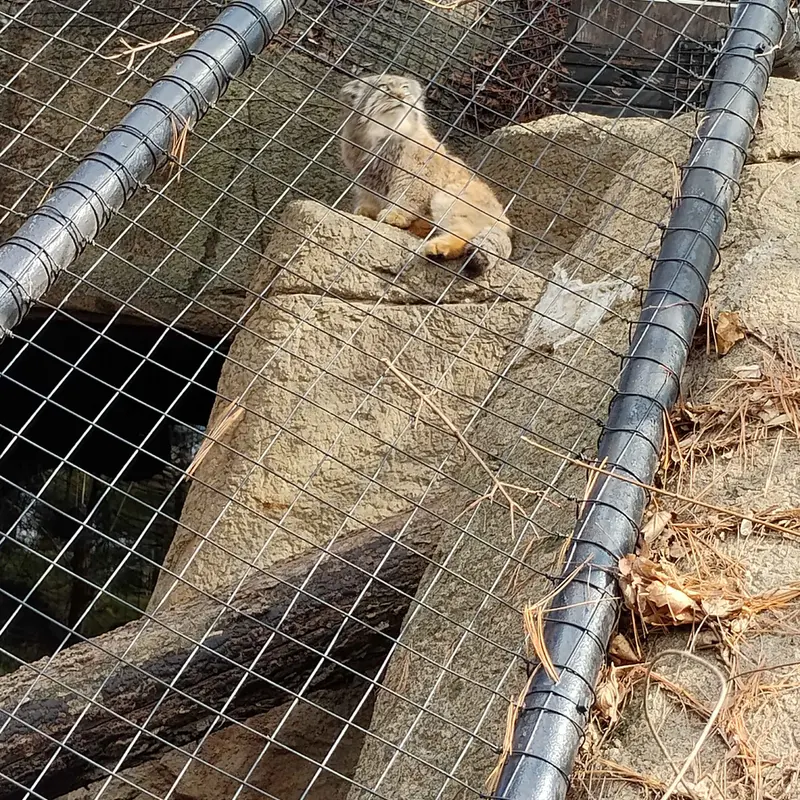 シンシナティ動物園のムーシューの写真