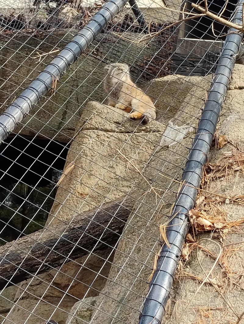 シンシナティ動物園のムーシューの写真
