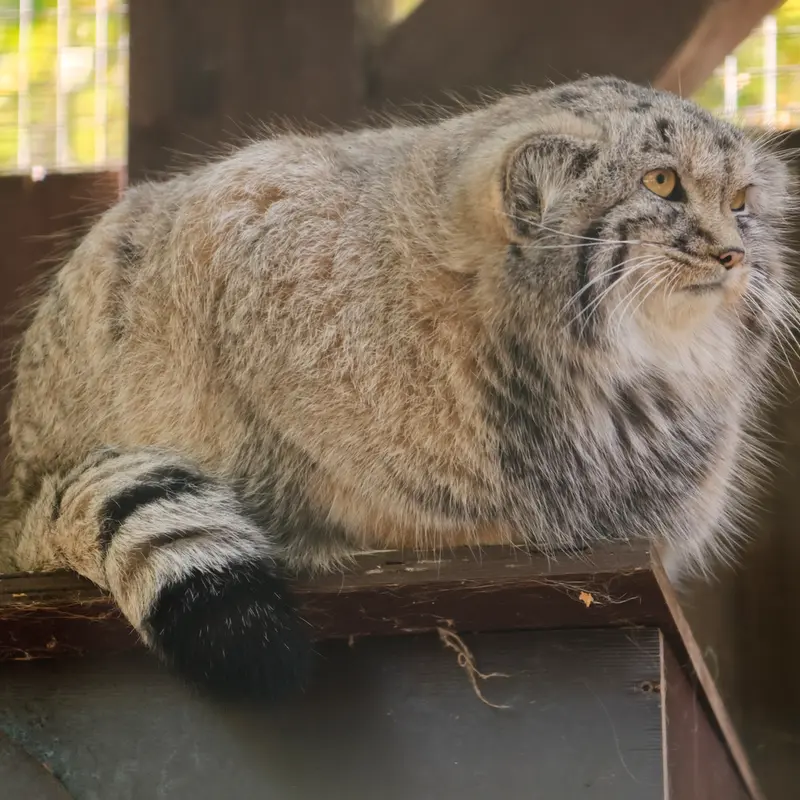 コシツェ動物園のアラニの子（2026年生まれ）Ⅱの写真