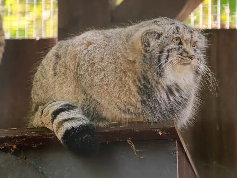 コシツェ動物園のアラニの子（2026年生まれ）Ⅱの写真
