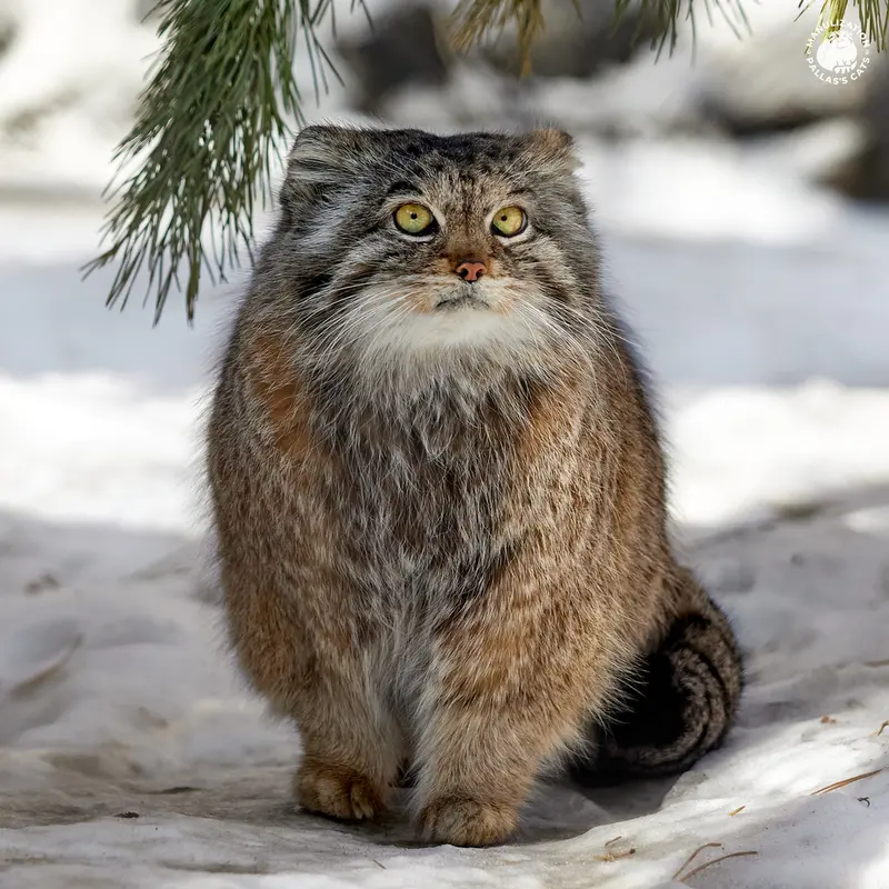 ノヴォシビルスク動物園のラストチカの写真