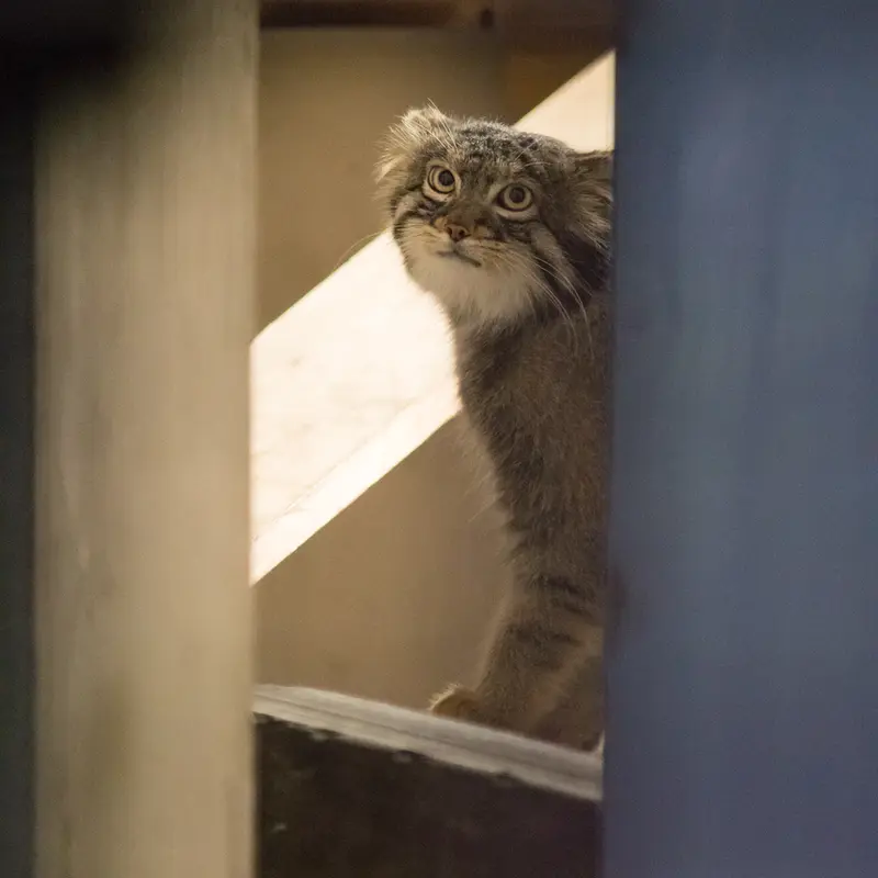 野毛山動物園のフィーガの写真