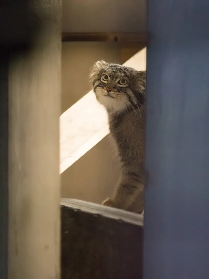 野毛山動物園のフィーガの写真