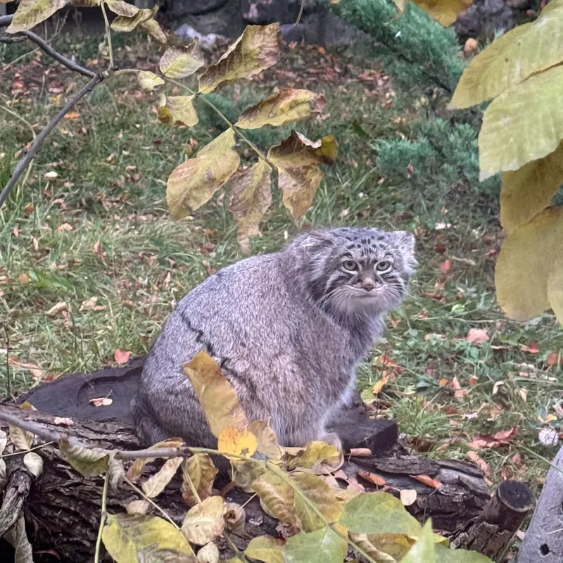 モスクワ動物園のティモフェイの写真
