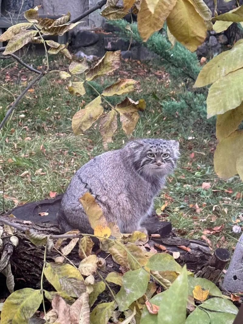 モスクワ動物園のティモフェイの写真