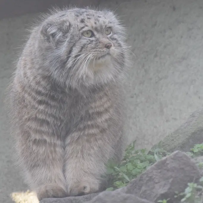 ブダペスト動物園＆植物園のボフスの写真