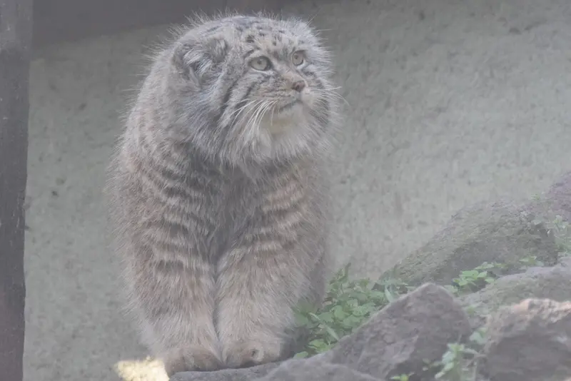 ブダペスト動物園＆植物園のボフスの写真