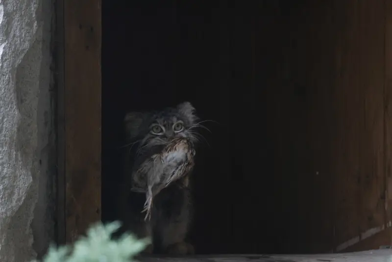 モスクワ動物園のティモフェイの写真