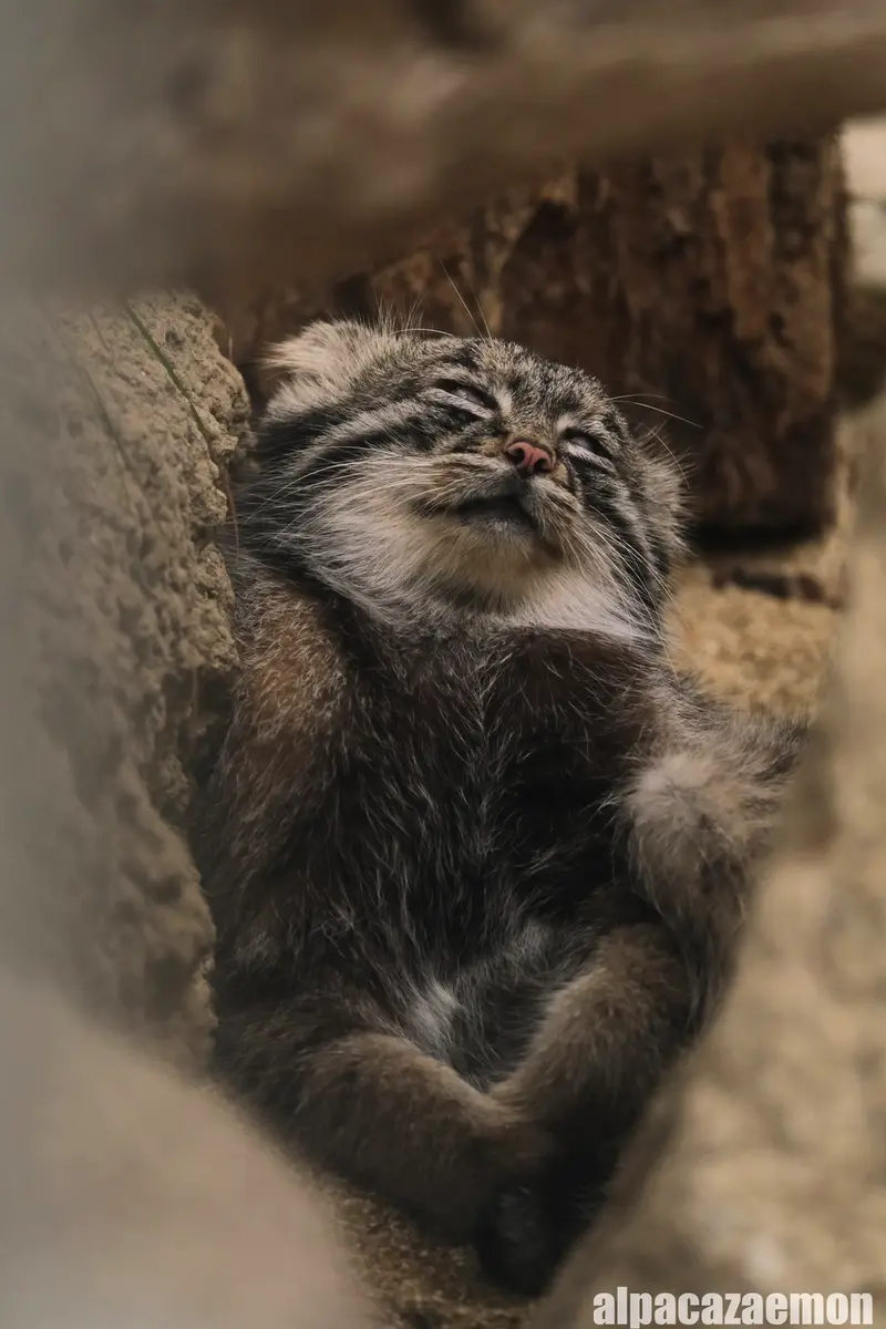 神戸どうぶつ王国のナルの写真