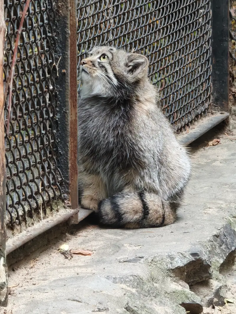 ノヴォシビルスク動物園のマヌルネコの写真