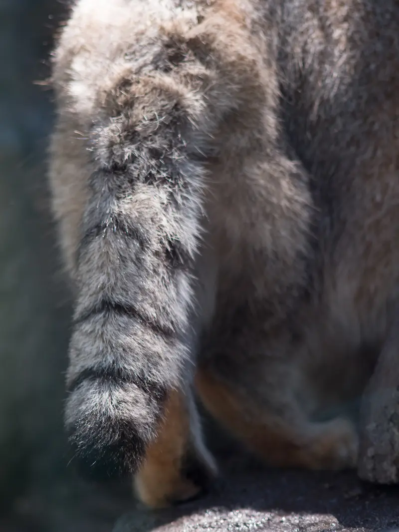 旭山動物園のグルーシャの写真