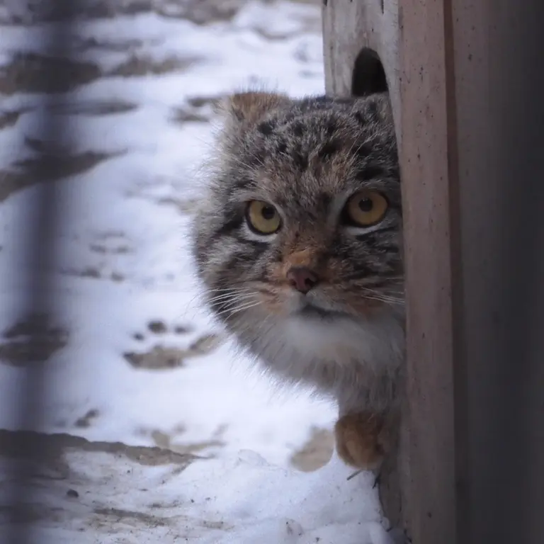ノヴォシビルスク動物園のメンスの写真