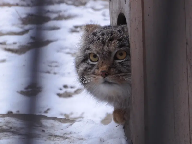 ノヴォシビルスク動物園のメンスの写真