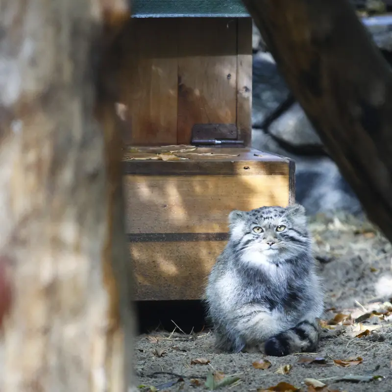 ノヴォシビルスク動物園のイヴの子（2026年生まれ）Ⅳの写真