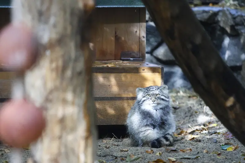 ノヴォシビルスク動物園のイヴの子（2026年生まれ）Ⅳの写真