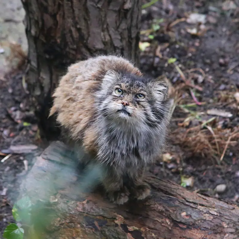 ウッチ動物園のパッツォの写真