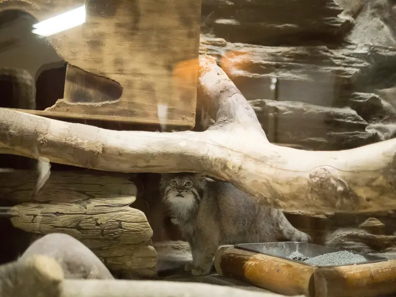 恩賜上野動物園のクリョンの写真