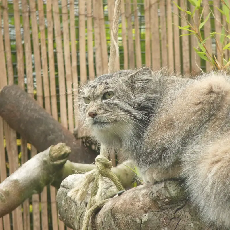エディンバラ動物園のアキコの写真
