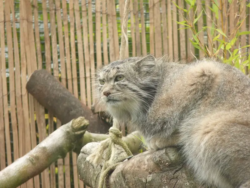 エディンバラ動物園のアキコの写真