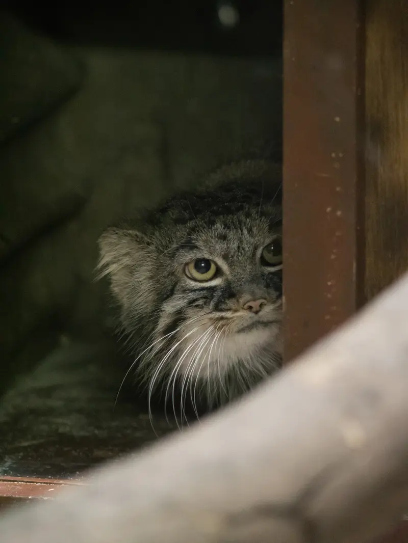 恩賜上野動物園のサフランの写真
